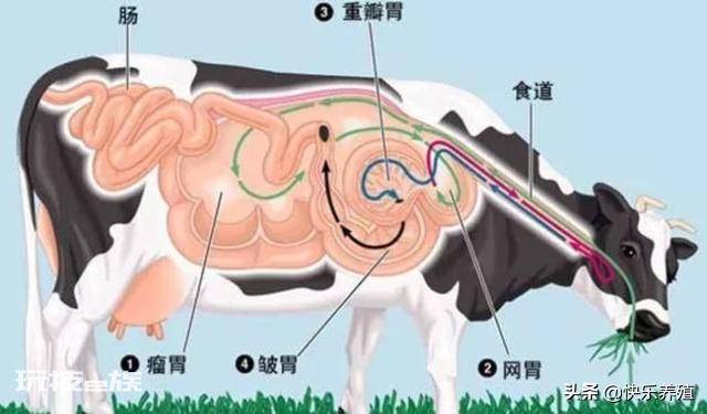 牛真正的胃叫什么名字(你知道牛的四个胃都有什么用吗)-图片1